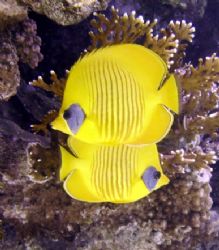 Butterfy fish, Sharm el Sheikh by Nicky Bowker 